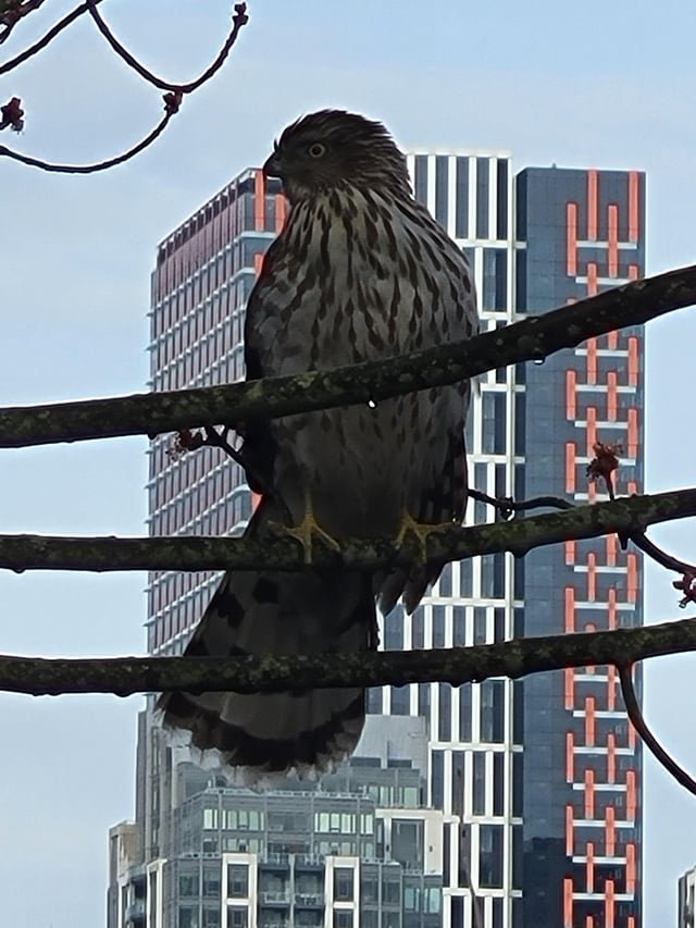 Anyone know this type of raptor?