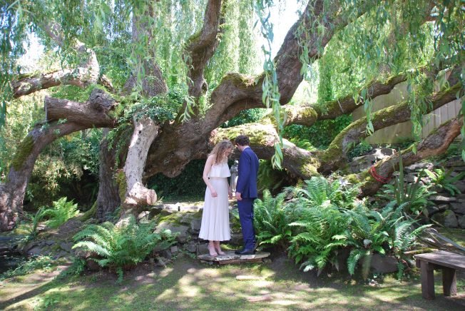 Upper Alki weeping willow tree in danger from too much of a good thing