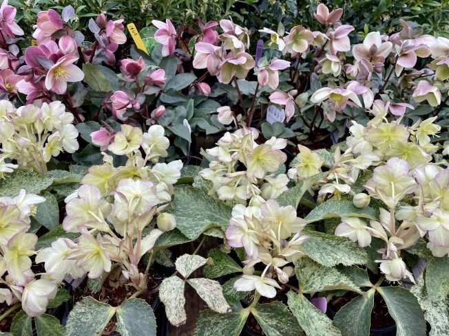 Alki Community Council, book swap, women’s-health workshop, balloon art, more for your West Seattle Thursday