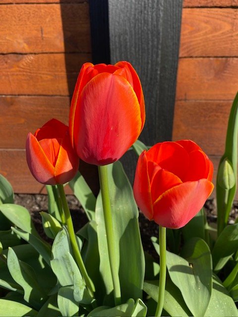 Meet the superintendent, pizza fundraiser, much more for your West Seattle Tuesday