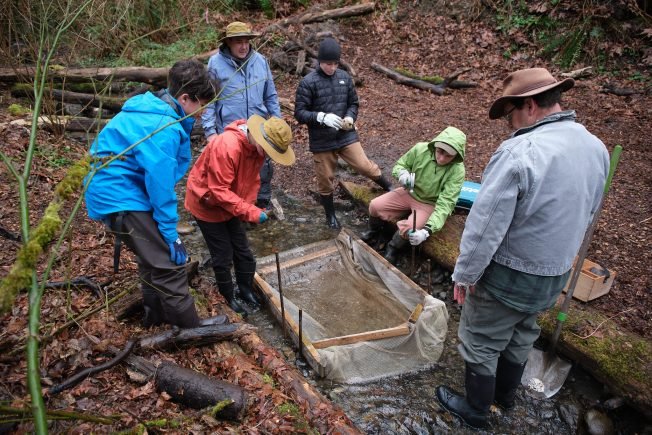 WEST SEATTLE SALMON: Scouts help smolts in Fauntleroy Creek