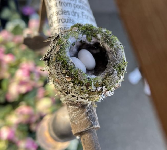 WEST SEATTLE BIRDS: Nesting time!