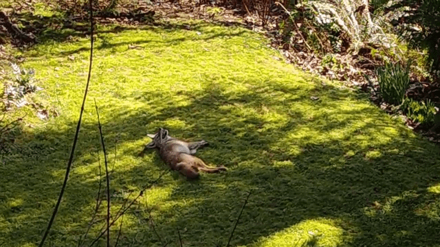 Coyote having a blast in my backyard a couple weeks ago in Northgate