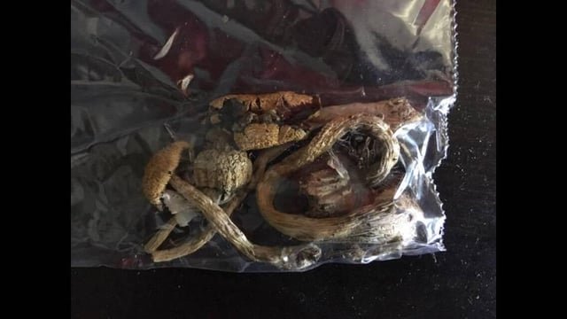 King County considers decriminalizing psilocybin mushrooms