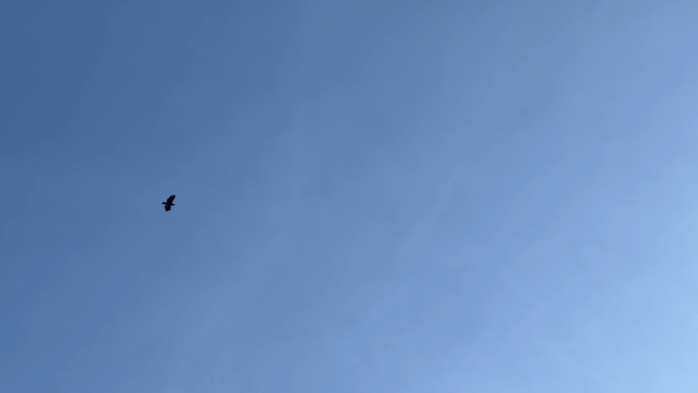 Bald eagles above Kelsey Creek park