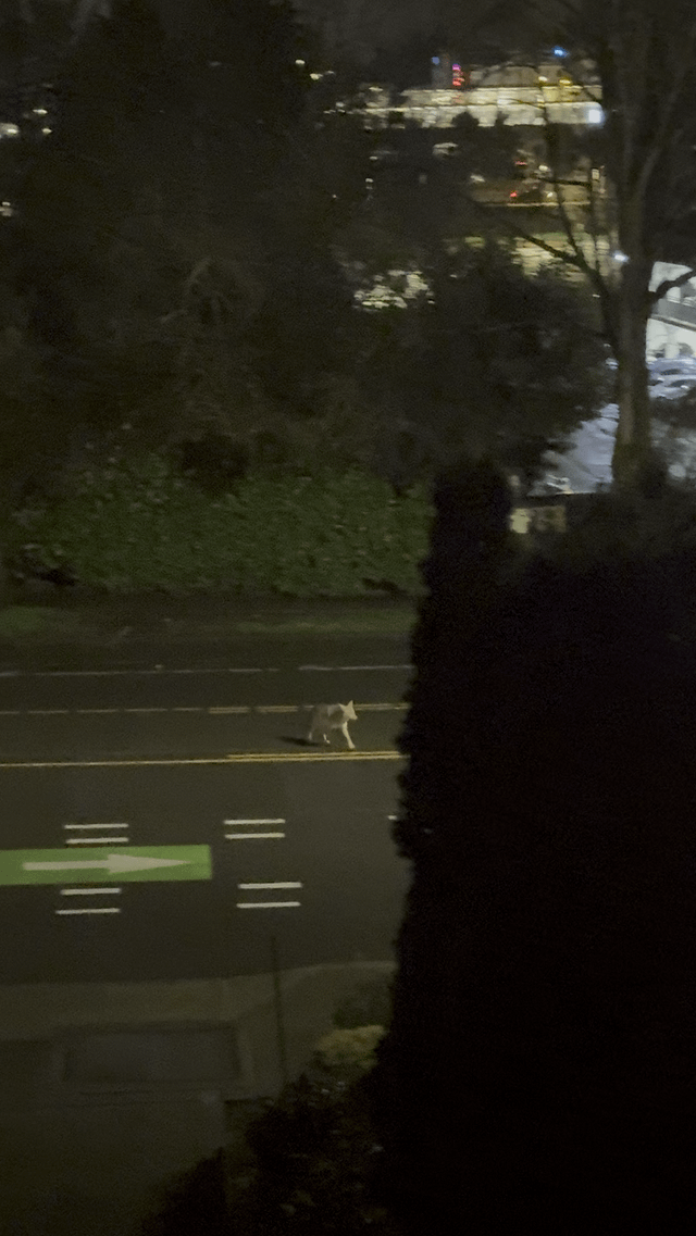 Careful on your runs this morning, Northgate…