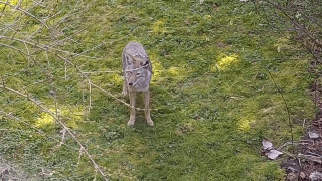 More prancing coyote footage from Northgate