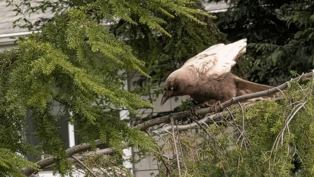 Today I learned Carmel Crows exist?! Seen near Alki Beach!