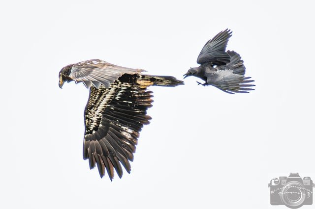 Attempted Murder over Alki Beach 😀