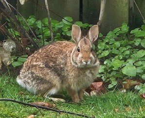 West Seattle’s 2026 egg-hunt lineup. (Volunteers wanted, too!)