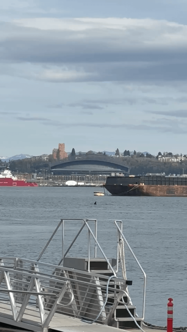 orcas in elliott bay 3/31/2026