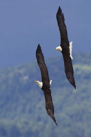 Peak season for spotting Bald Eagles