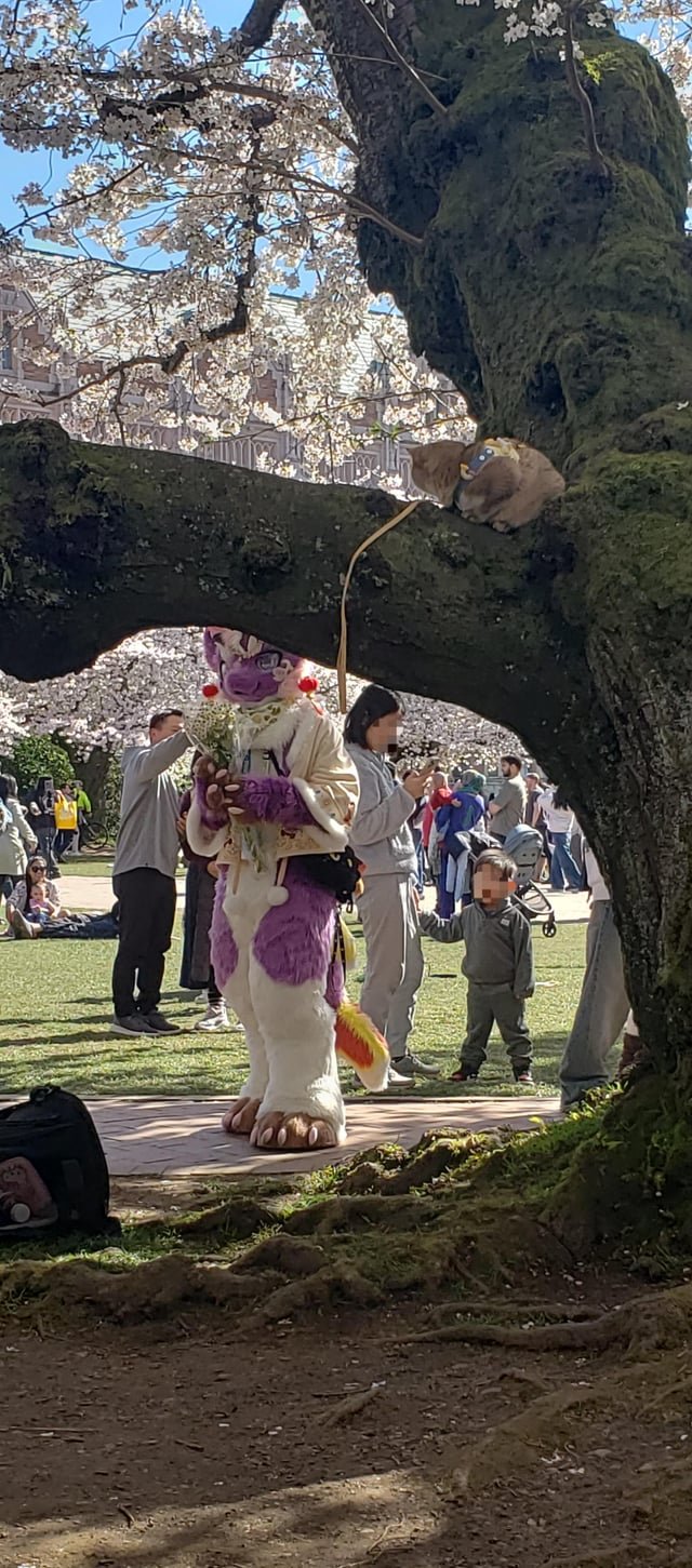 A cat and a furry among the cherry Blossoms at UW.