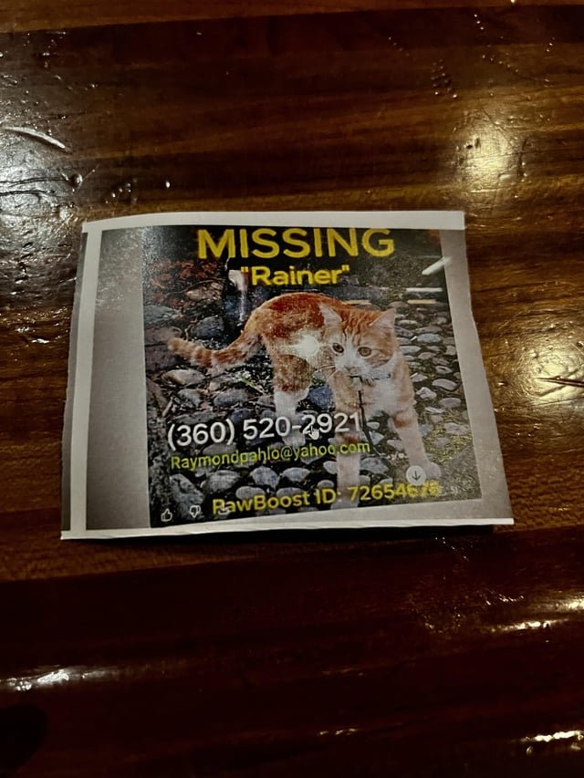 Missing kitty in and around Volunteer Park