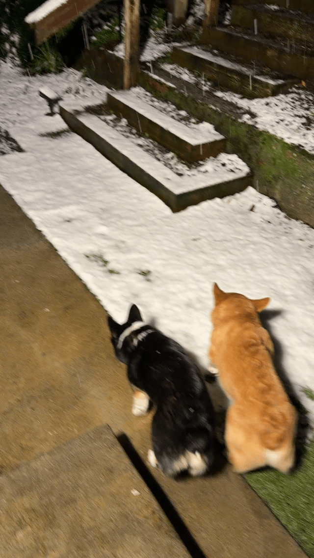 Wow, I was not expecting snow in my backyard this morning