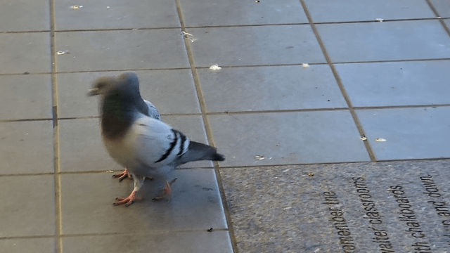 it may be snowing, but spring is in the air!