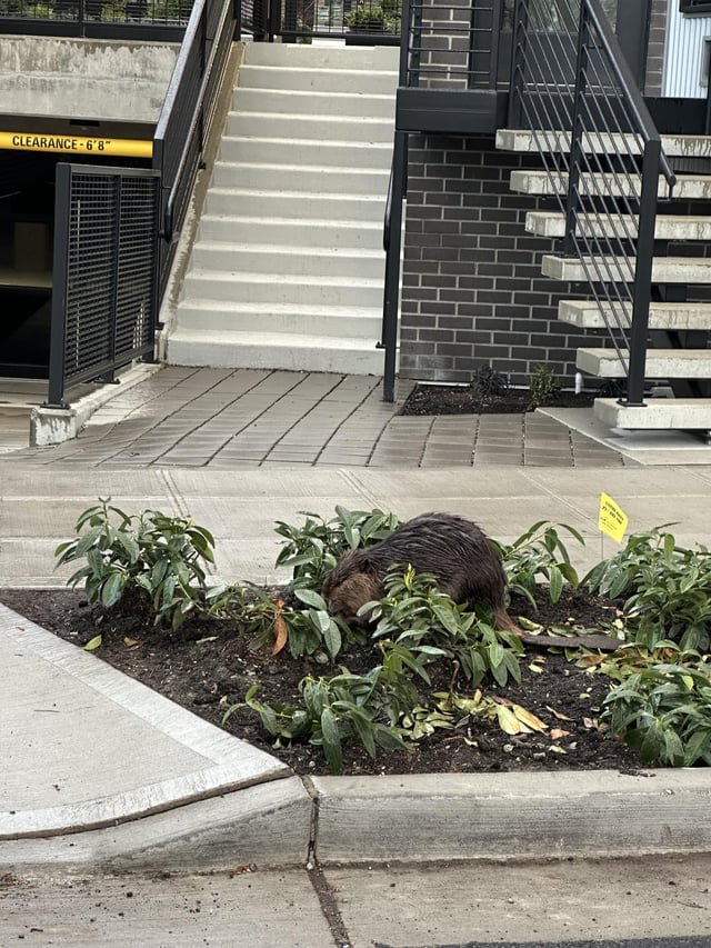 Beaver spotted in Eastlake today!