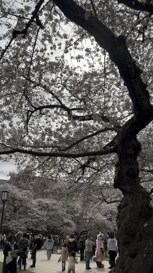 UW Cherry Blossom 🌸