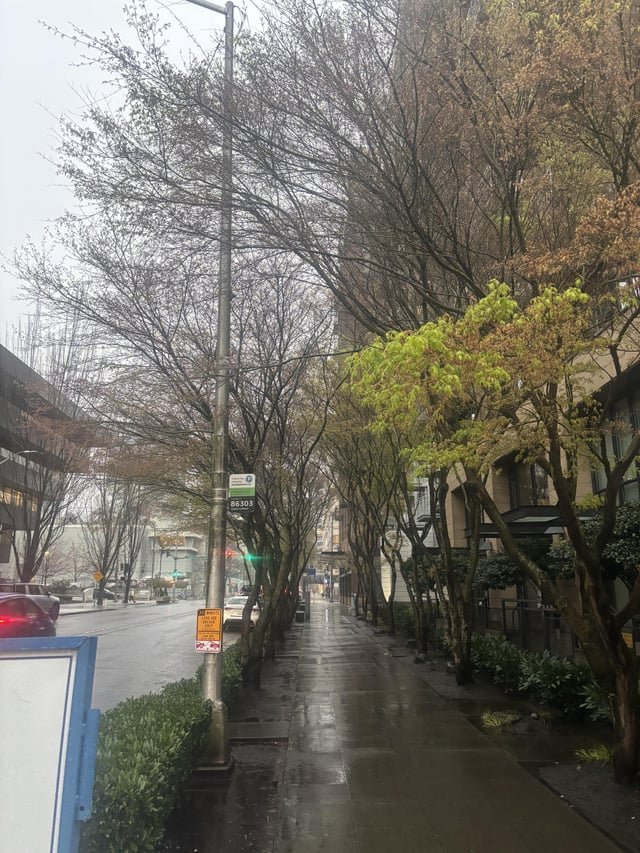 Trees on the streets of Seattle