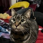 Found cat on 3/14 in U District