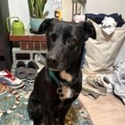 Found a Lost Dog