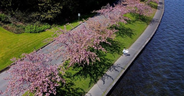 These Seattle-area urban hikes lead to wonderful cherry blossom sights