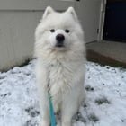 Snow Dogs in Seattle