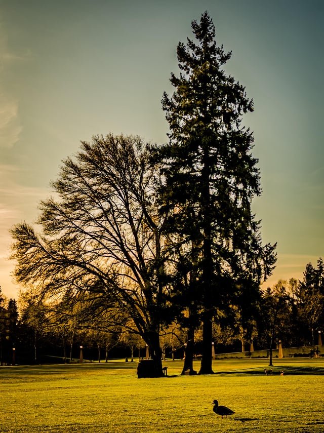 Sunset at the park downtown