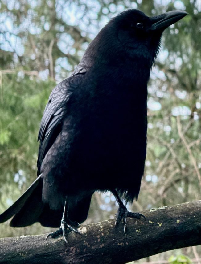 Highland Park Way project @ HPAC, special night for Easy Street Music Quiz, more for your West Seattle Wednesday