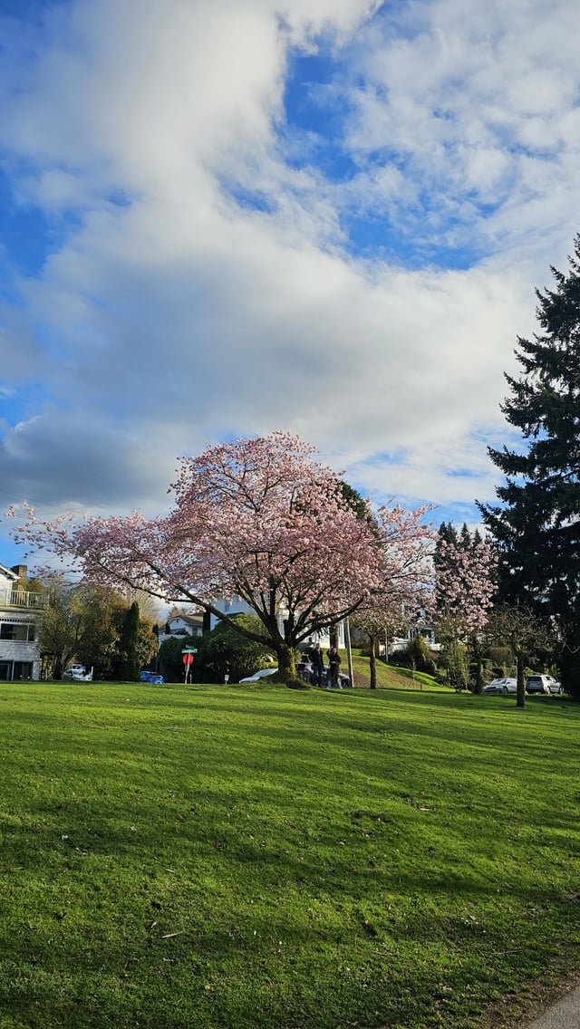 Cherry blossoms at Green Lake