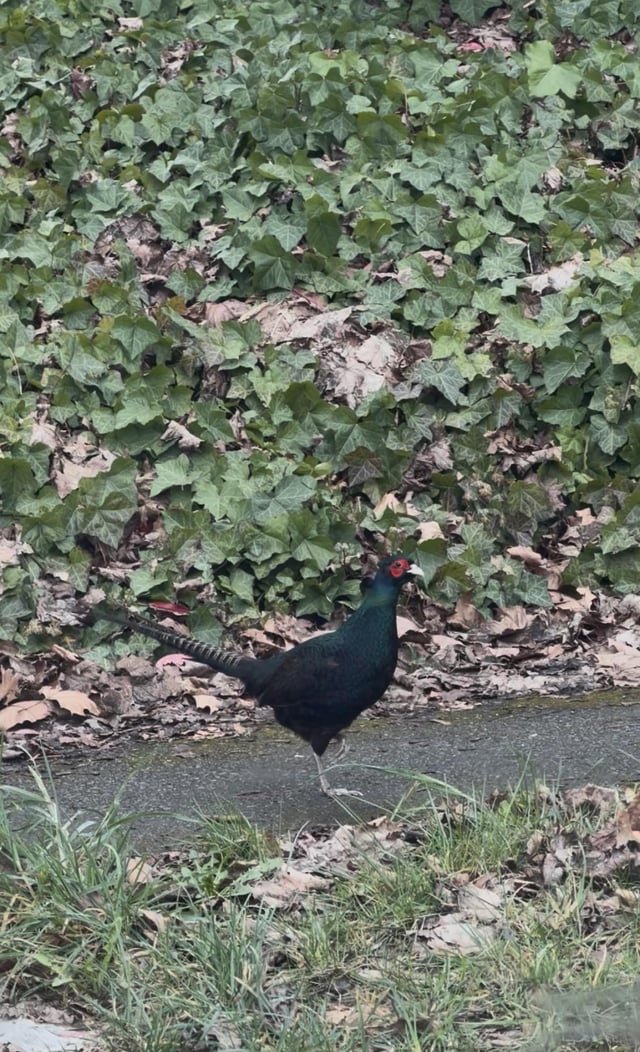 A pheasant walking down Marginal / Highland ???