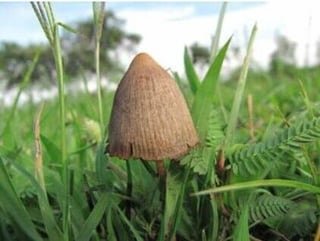 King County resolution decriminalizes psychedelic mushrooms