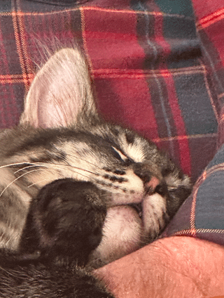 Kitten cracked MacBook Pro screen – recommend a non-Apple repair place?