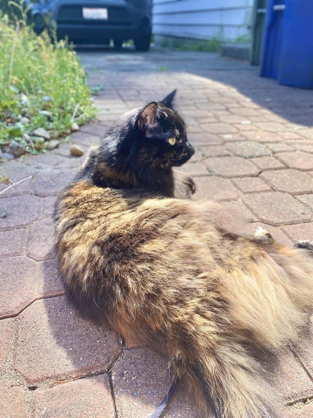 Searching for my cat’s siblings