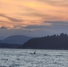 Orcas at Sunset on Alki ! I love this City !!