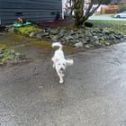 Whose dog is this???