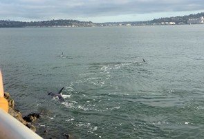 UPDATE: Orcas in Elliott Bay