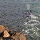 Orcas in Elliott Bay earlier