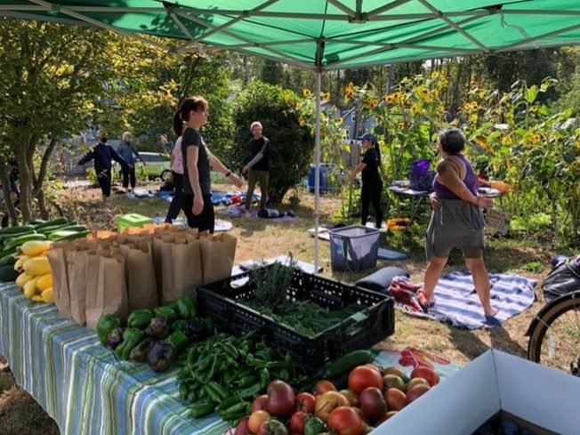 Feed your neighbors! Help harvest Puget Ridge Edible Park food destined for donation