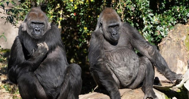 Two pregnant gorillas due to give birth five days apart this spring! Babies will be the second for each expectant mom