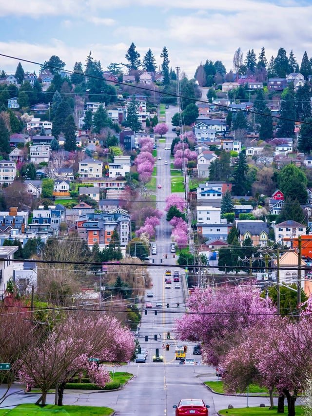 Spring blossoms along the W Dravus St, Magnolia, Seattle.