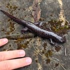 Pacific Giant Salamander. I’ve seen three during my eight years here.