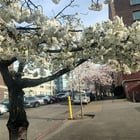 Cherry Blossoms around the City