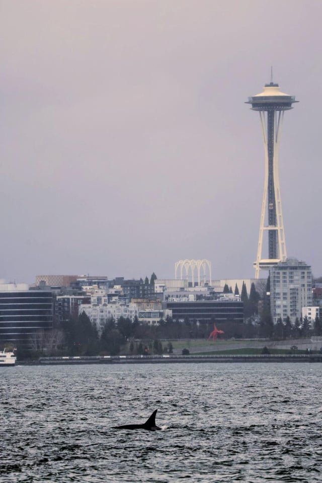 The “Cookie Cutters” Pod was out today