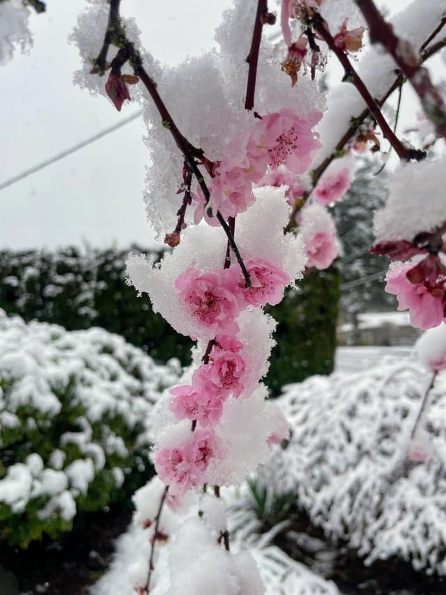 My front yard cherry blossom 🌸