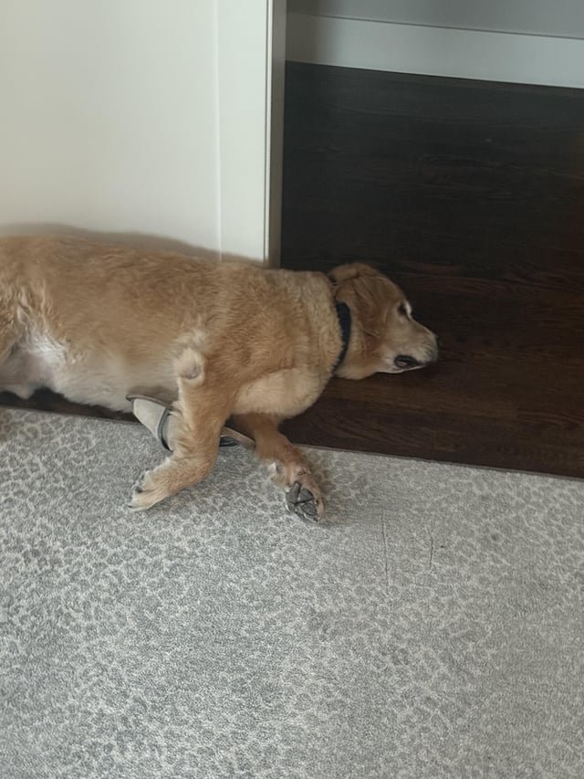 Felt inspired. Looking for a shelter dog near seattle.