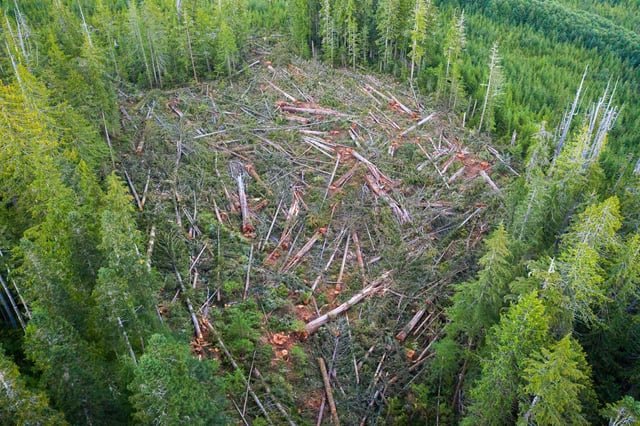 Hey folks, the Regime is looking to clear cut all Old Growth Forests within BLM land in the Northwest. Public comment ends TOMORROW on March 23rd! Add your name and a personal comment. Make your voice heard! Resistance on all fronts! 🌿✊🌹 https://oregonwild.org/action/stop-trumps-plan-to-clearcut