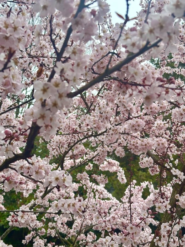 It’s always mind boggling to me how short how minute the cherry blossoms look like they’re thinking about waking up and then suddenly a tree is in full bloom. Reminds me of avocados
