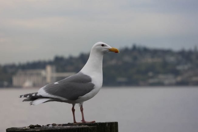 WEST SEATTLE SATURDAY: 34 things to know