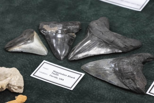 HAPPENING NOW: You can unearth surprising sights at West Seattle Rock and Gem Show 2026